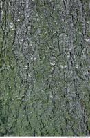 wood tree bark 0006